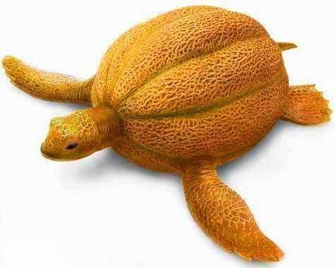turtle from vegetables