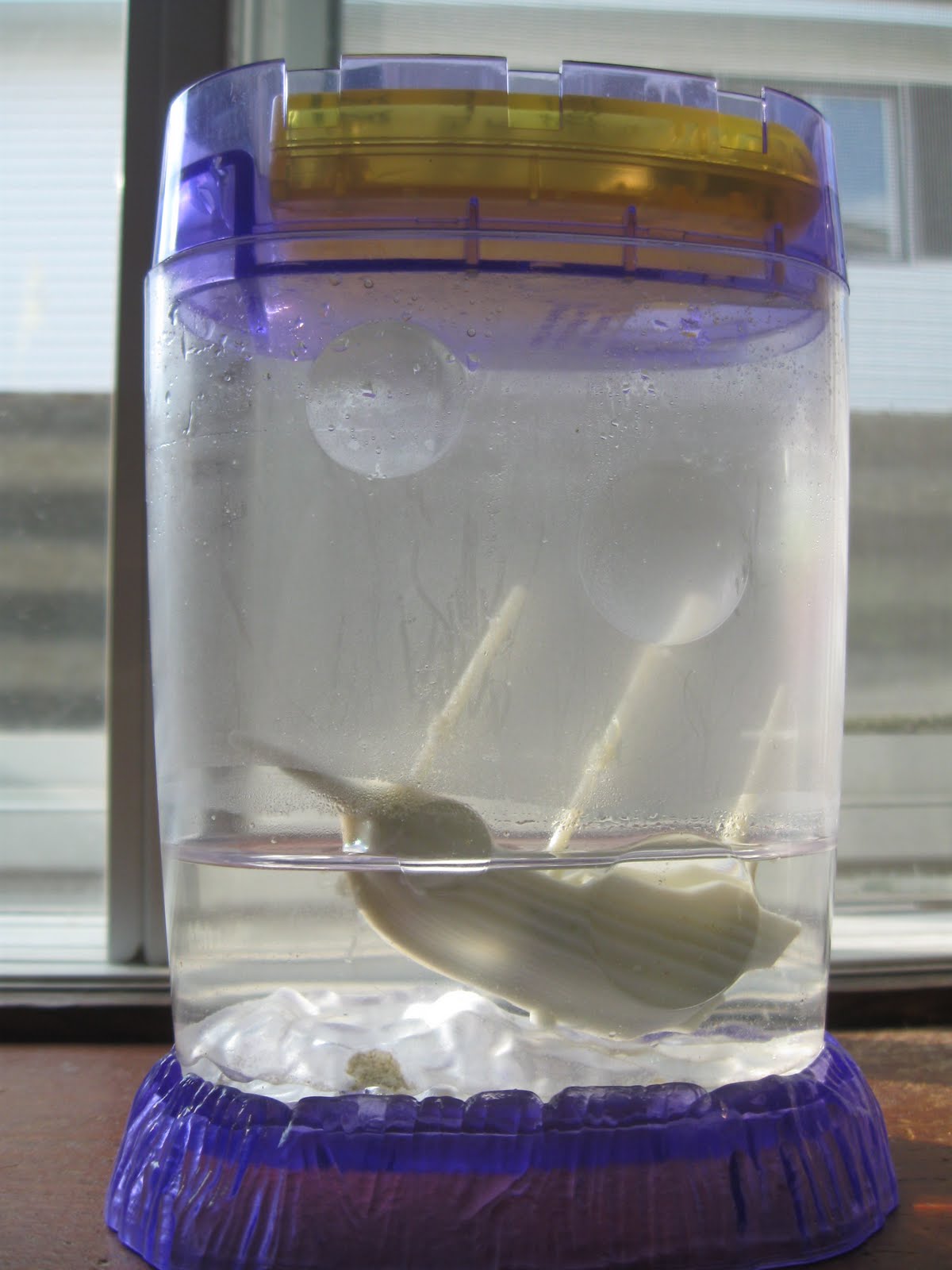 Sea Monkeys! June 2011