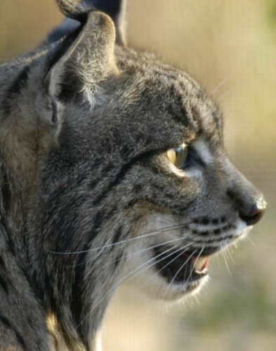 lince-iberico-perfil