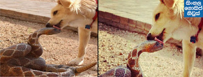 Snake and Dog Love story in Athurugiriya Snake and Dog Love story in Athurugiriya