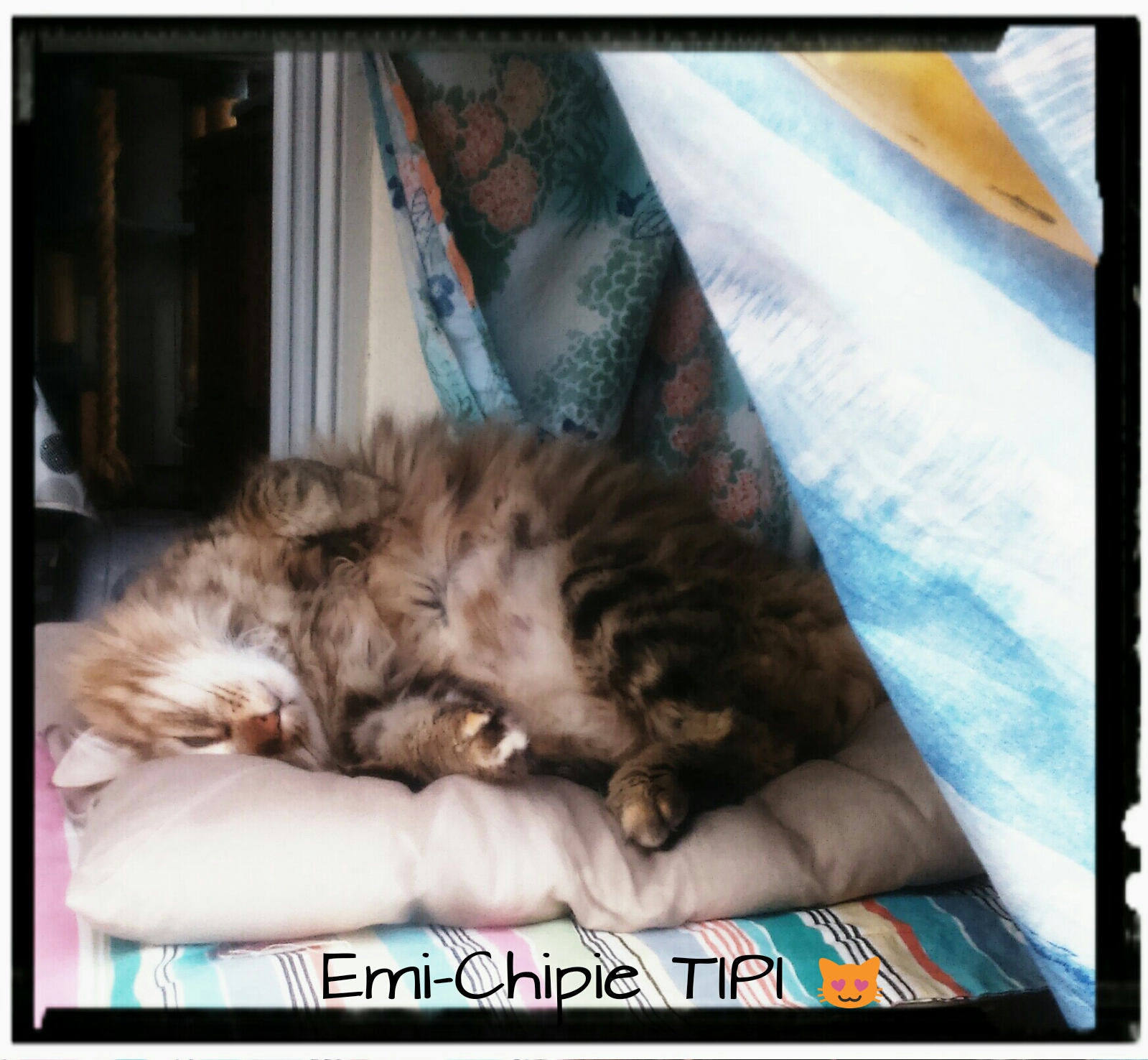 Les Chats du Bocage: Coup de Chaud Les Chats du Bocage: Coup de Chaud