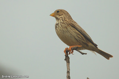 Cruixidell (Emberiza calandra)