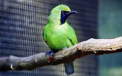 Download Suara Burung Cucak Ijo Mp3 Gacor Nembak Full Isian