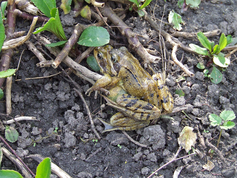 Dommelvos Natuurfotografie: Tuin - Kikkers, padden en een Mystery Guest
