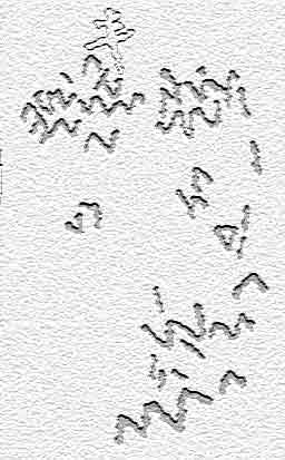 Francisco Javier Torres Goberna Dólmenes de Chan de Castiñeiras