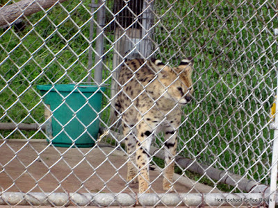 An Exotic Animal PhotoJournal on Homeschool Coffee Break @ kympossibleblog.blogspot.com - our field trip to the East Coast Exotic Animal Rescue  (see: eastcoastrescue.org )