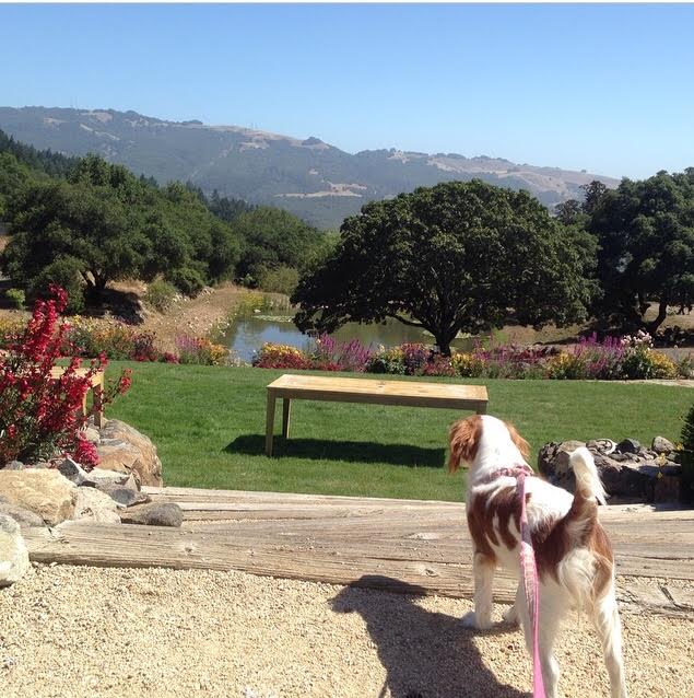 Blenheim Cavalier King Charles Spaniel looking at scenery at vineyard in Sonoma, California