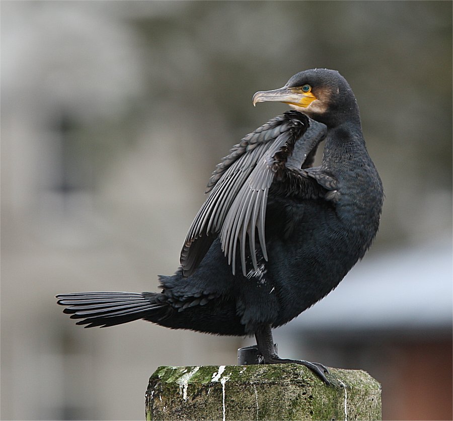 Murfs Wildlife Great Cormorant