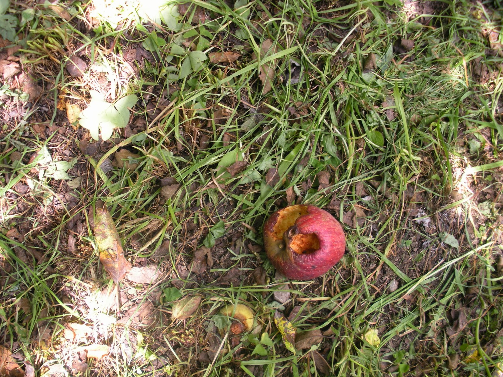 To Zowa Sho a Bhutanese food journal Low tech apple harvesting