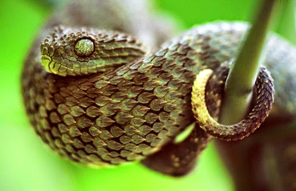 ΦΙΔΙ BUSH VIPER photos - wallpapers (ανανεωμένο) | the fun bank