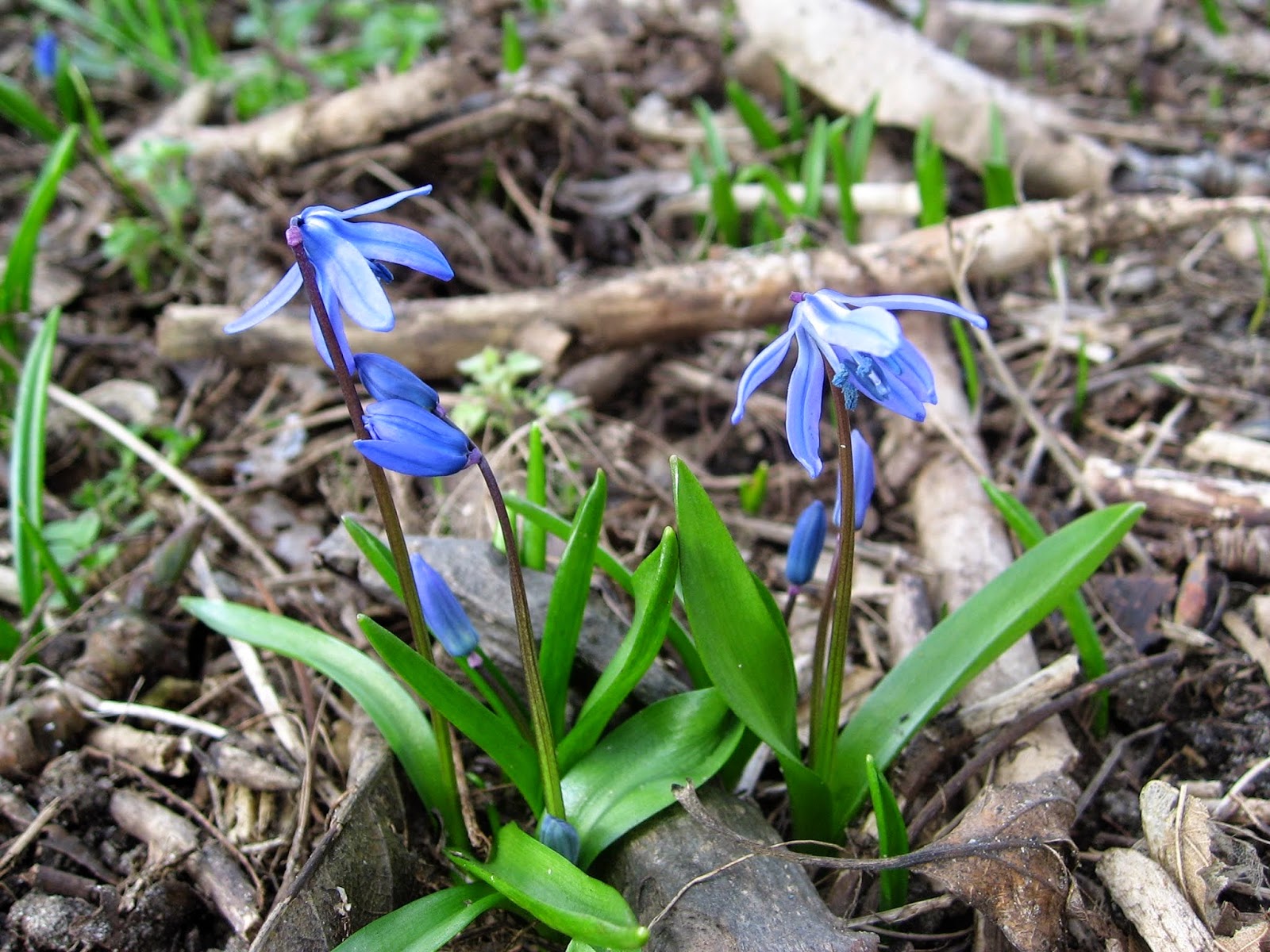 Bickenbach Blumen Scilla
