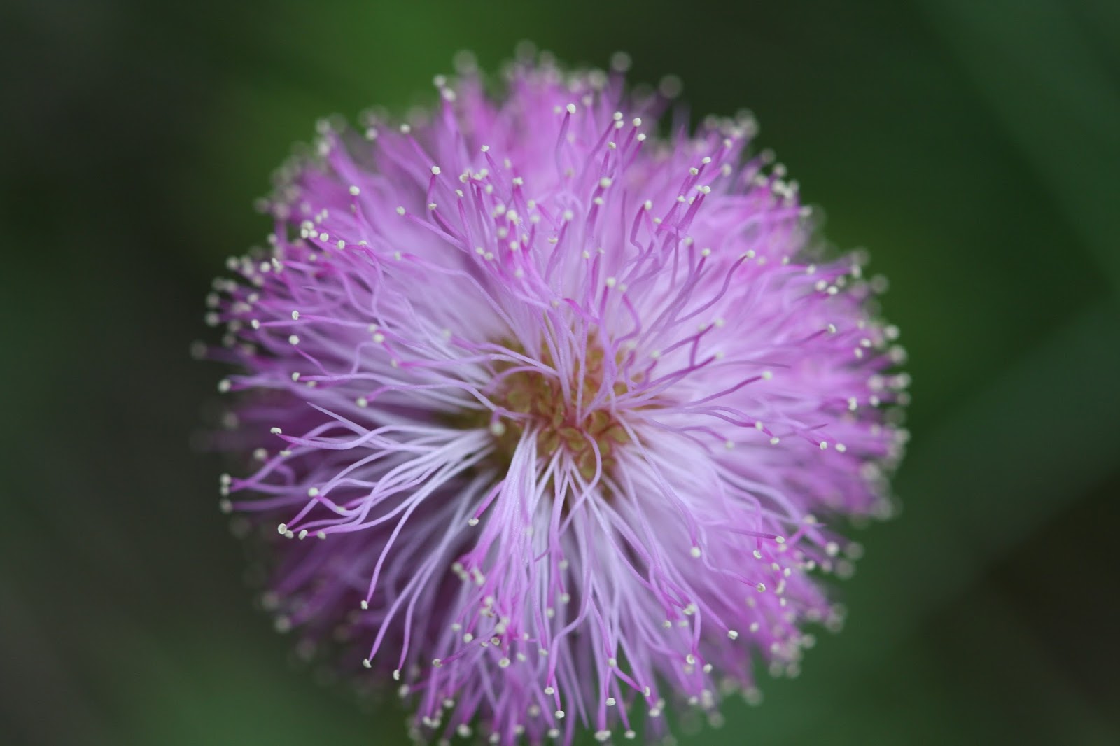 Native Florida Wildflowers: Sunshine Mimosa - Mimosa strigillosa