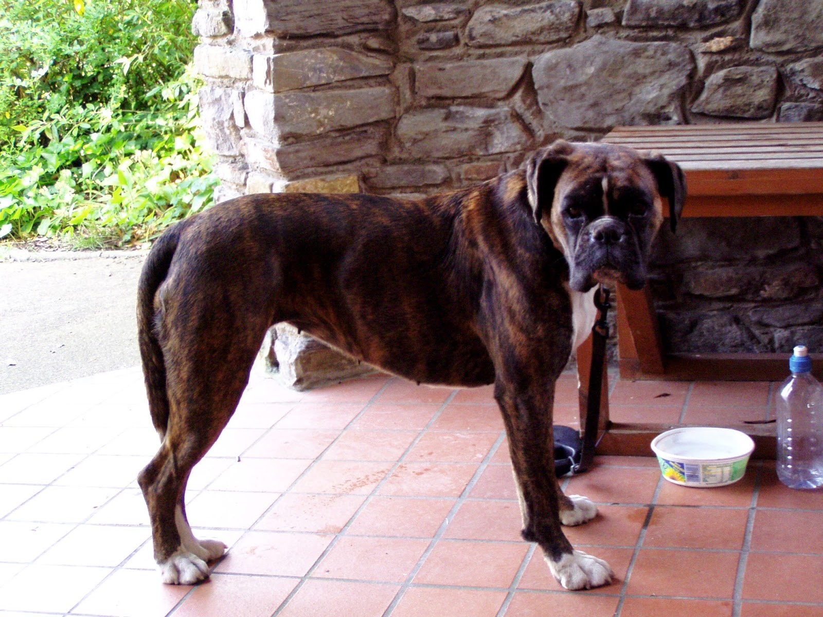 Professor P.Brain's blog Grub's Up For Fido?