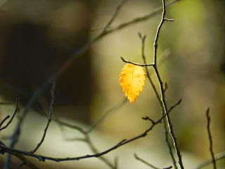 [una foglia sola sul ramo di un albero]