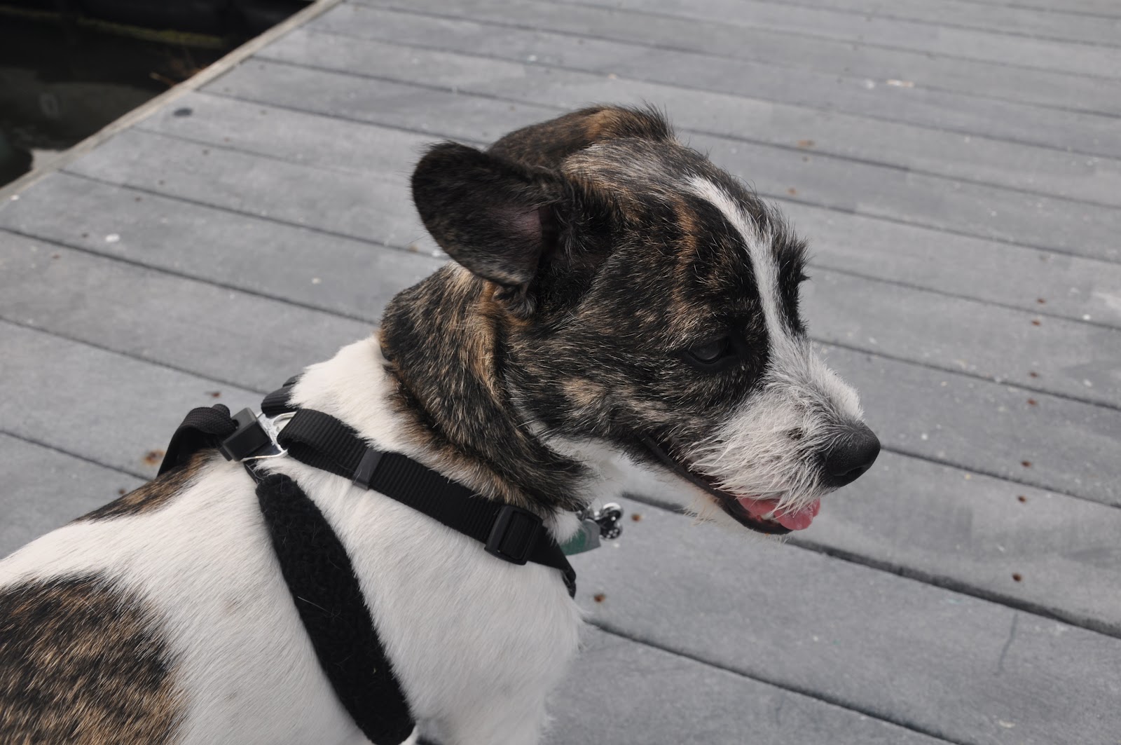 Cape May Resort Blog A Place for Your Pooch in Cape May, Dog Friendly