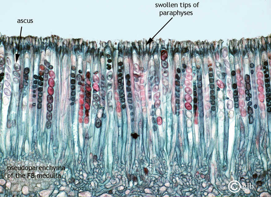 Knowledge Class Classification of Fungi