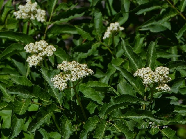 Wild elderberry