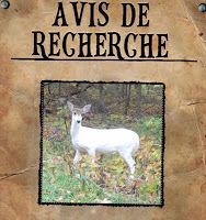 La massicotte du Mont-Ste Anne