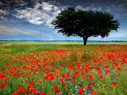 field flowers wild wallpapers fields desktop screensavers flower wildflowers background bing country pretty feilds happy trees