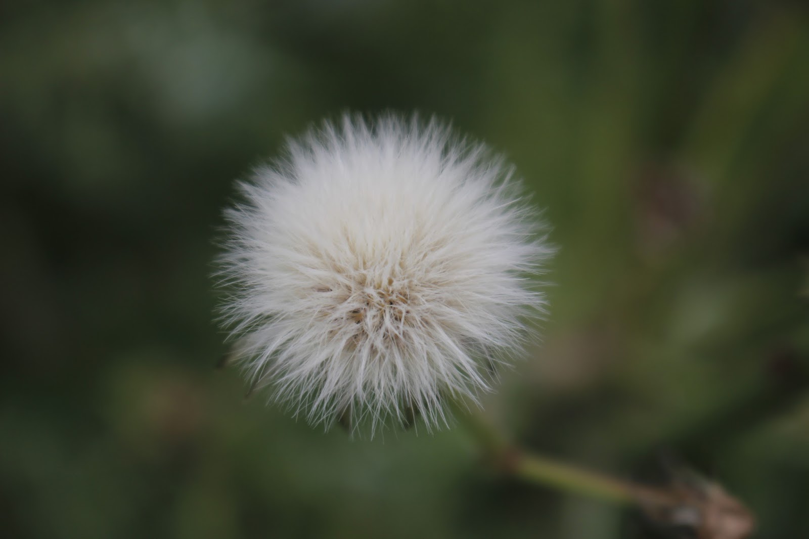 Karahindiba Cicegi Ve Onyargi Her Gune Yeni Bir Fotograf