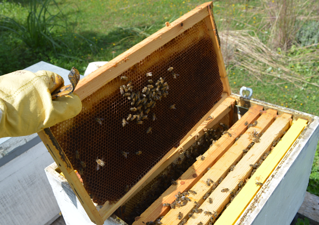 Εάν ορφανεψει δυνατό 15άρι μελισσι τι ενέργειες κάνουμε;
