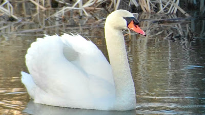 Macho de Cisne Mudo, Cygnus olor, Manzanares, El Pardo, Madrid, exóticas, cimarrones,