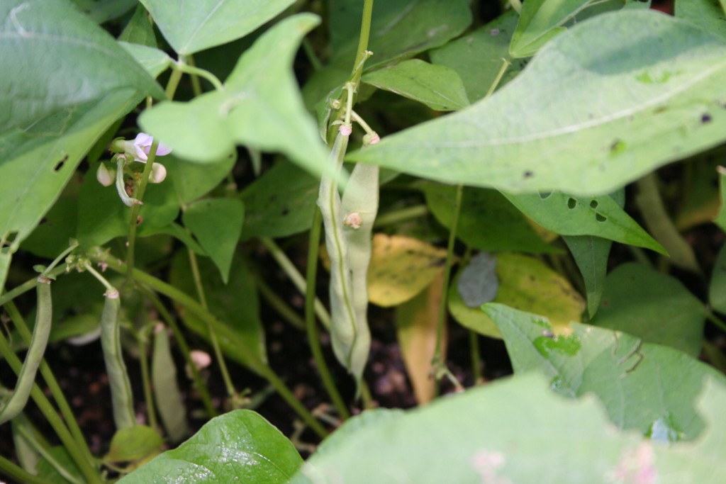 Fresh from the garden