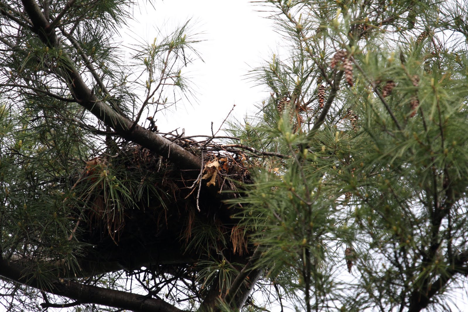 World Bird Sanctuary Tales From The Nest Part 1 4/3 & 4