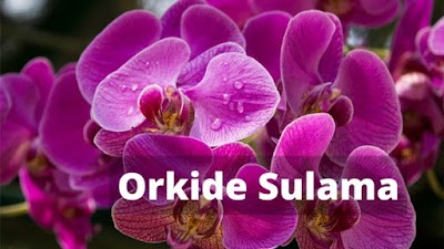 Orkide Sulama - Orkide Nasıl Sulanır?