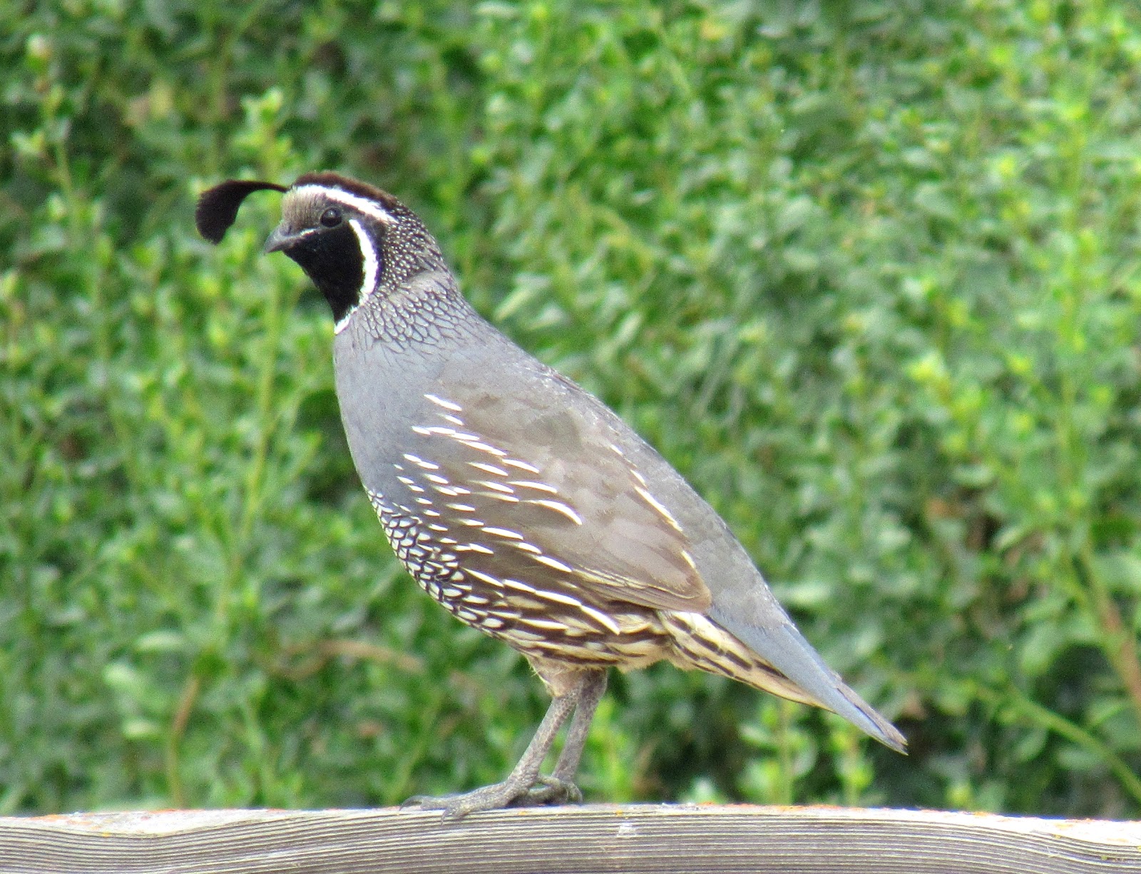 The California Quail Our State Bird