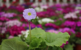 Poison Primrose