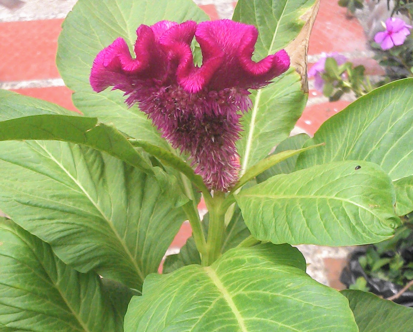 Cresta gallo cockscomb sjemenki celosia argentea hanekam cristata planta tierra sustrato hagearbeider jardineriaon tips flores propustiti nemoj priliku jord underlag