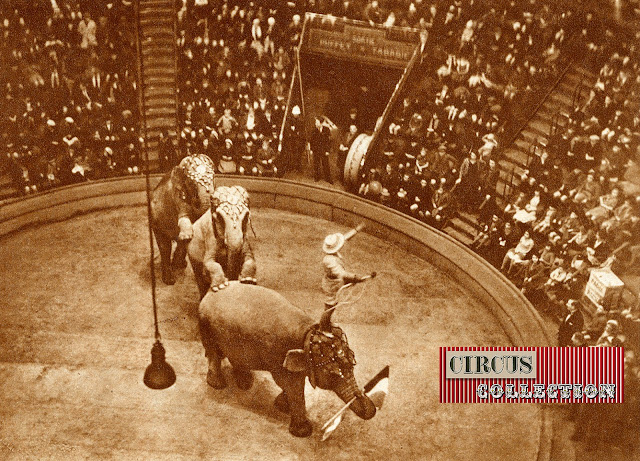 Charles Knie debout sur la tête d'un éléphant