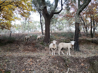 NATURE VIEWS / Fotografias de natureza, Castelo de Vide