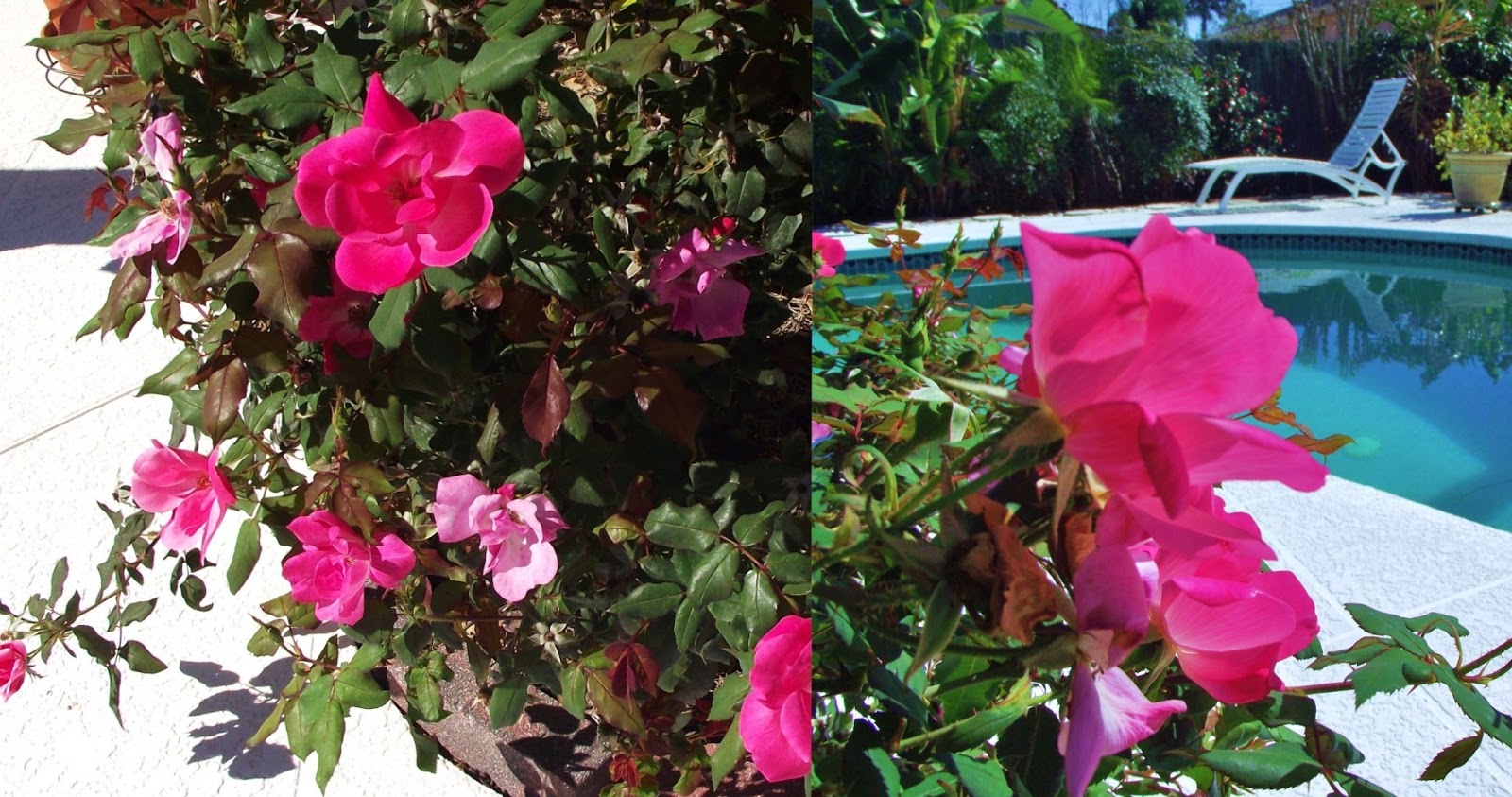 A WHITEWASHED COTTAGE Winter Knockout Roses