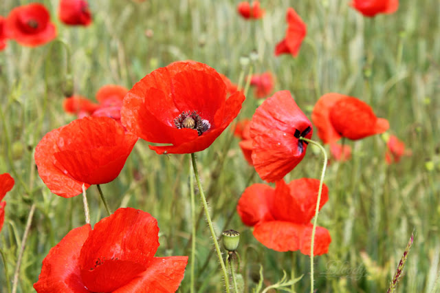 Einzelne rot leuchtende Mohnblumen // Klatschmohn