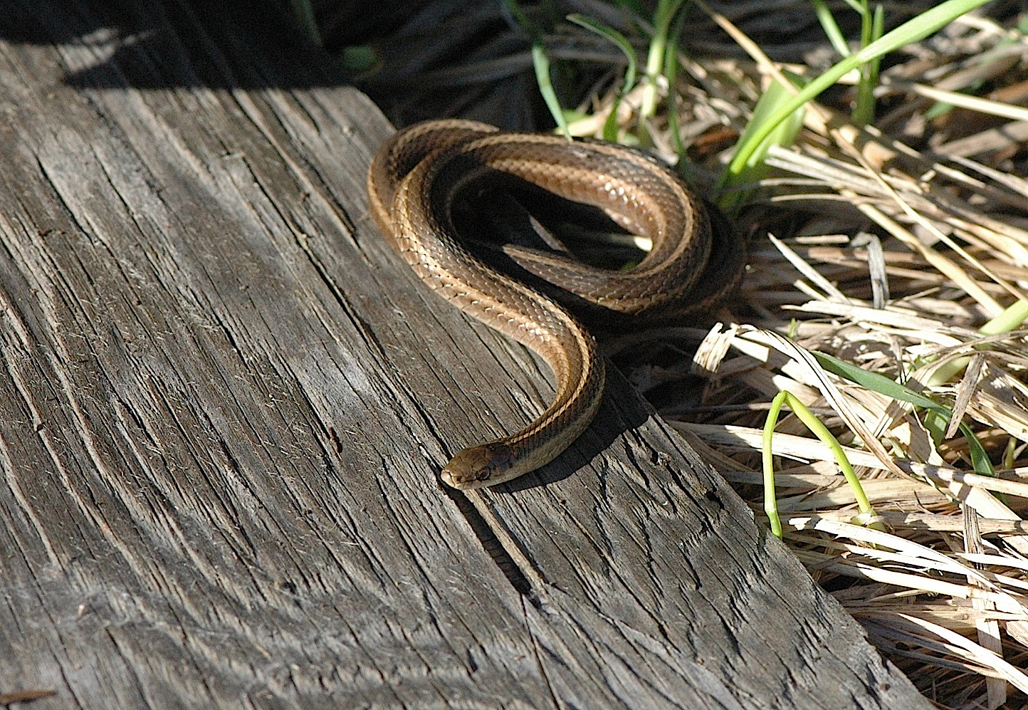 Field Biology in Southeastern Ohio Shortheaded Garter Snake in Ohio