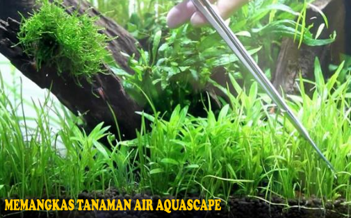 Sukaaquascape Memelihara Dan Merawat Tanaman Aquascape Agar Bisa
