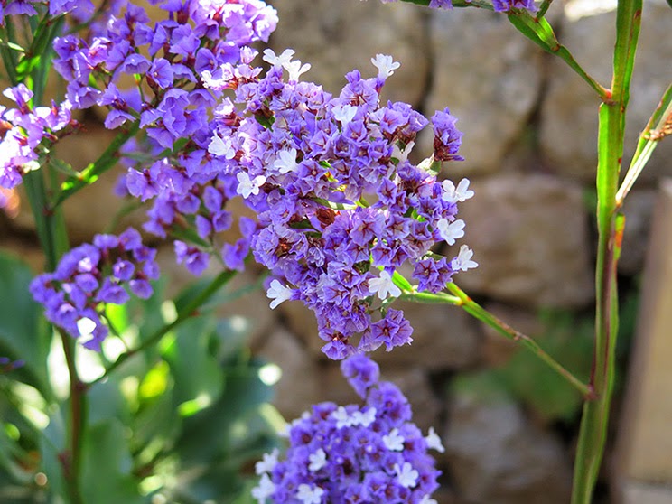 Flores silvestres de color morado, azul y lila | Plantas