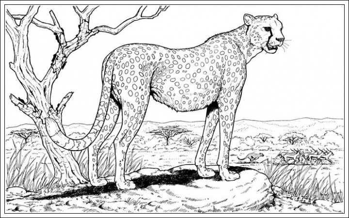 Ausmalbilder zum Ausdrucken: Ausmalbilder Gepard Kostenlos