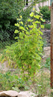 My grapevine is looking good My grapevine is looking good