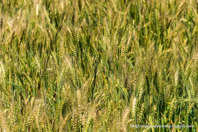 Wheat Field Rajasthan
