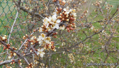 Prugnolo lavanda confettura di rose gelatina di tarassaco confetture di piccoli frutti sali aromatici dittamo flora spontanea e fauna selvatica dell'Appennino Bolognese e Modenese