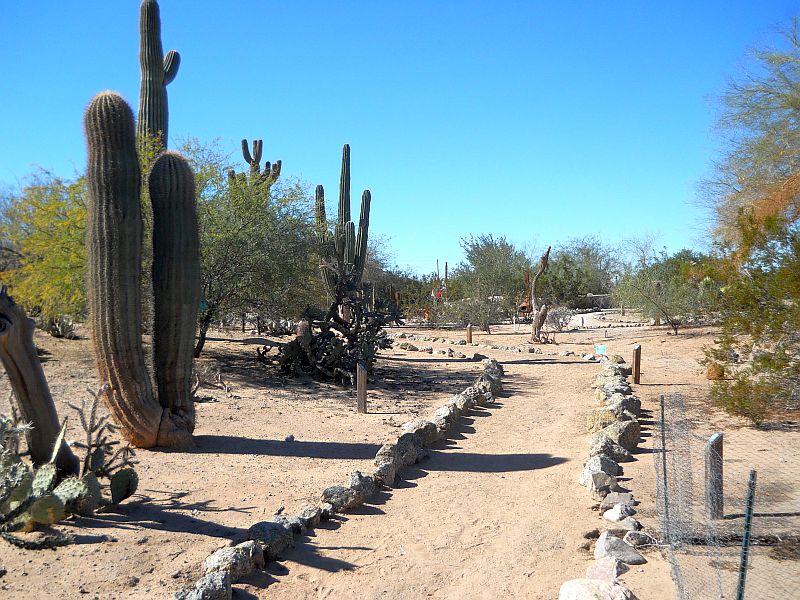 Cheryl's USA Desert plants star at Yuma Conservation Garden