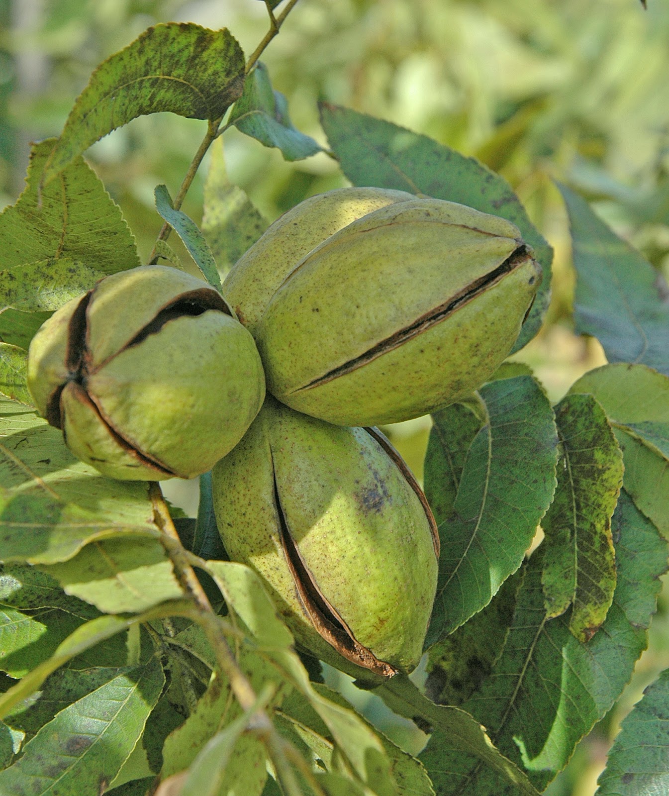 Northern Pecans Cultivars splitting shuck in MidOctober