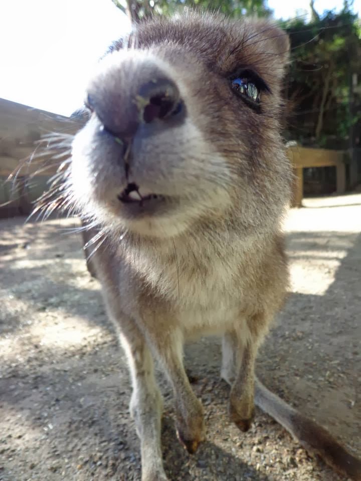 In the Land Down Under Kangaroo Jack oder Skippy das Buschkänguru?!