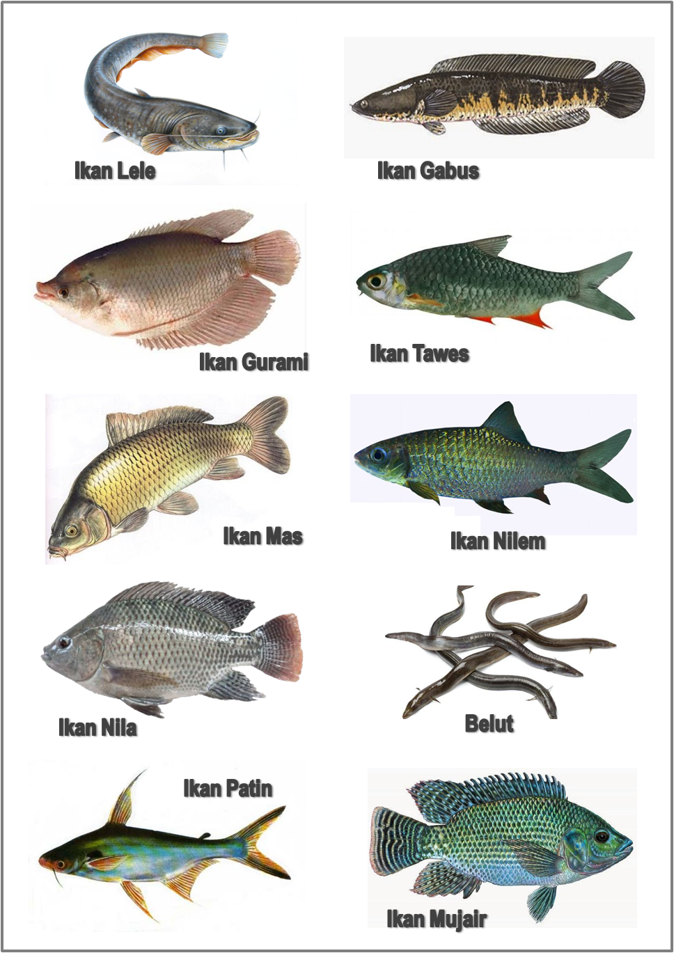 Short Rods Jenis jenis ikan  the type of fish