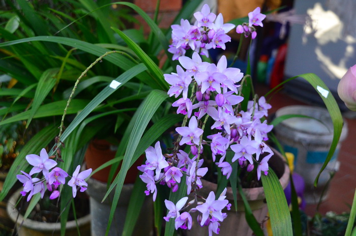 Segredo das Orquídeas: Spathoglottis plicata