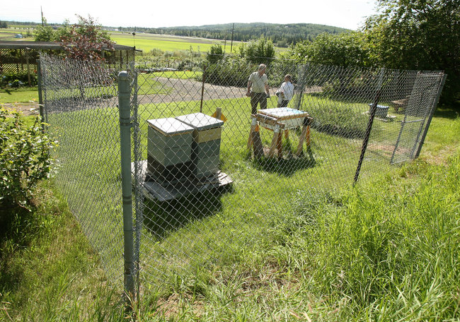 Соседские пчелы. У соседей пчелы-какой забор. Как сделать чтобы соседские пчёлы не летали на участок. Чего сделать чтобы соседние пчелы не летали мой огород возле дома.