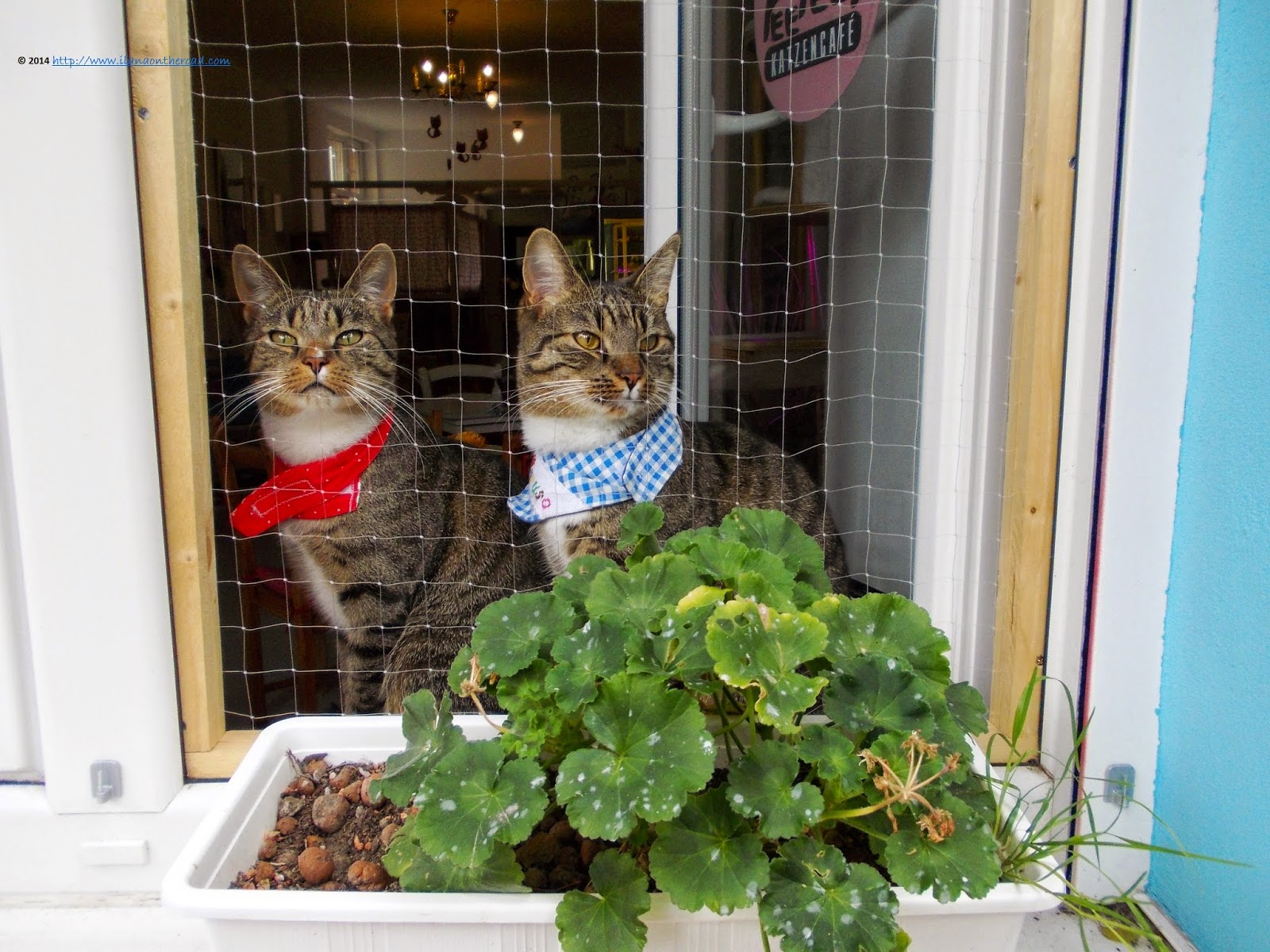 ForeignerinBerlin: Berlin has its own cats café: Pee Pees